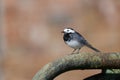 Pied wagtail, Motacilla alba yarrellii