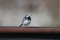 Pied wagtail, Motacilla alba yarrellii