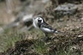 Pied wagtail, Motacilla alba yarrellii,