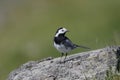 Pied wagtail, Motacilla alba yarrellii