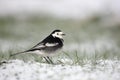 Pied wagtail, Motacilla alba yarrellii