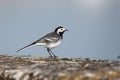 Pied wagtail, Motacilla alba yarrellii,