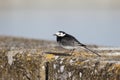 Pied wagtail, Motacilla alba yarrellii,