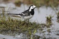 Pied wagtail, Motacilla alba yarrellii