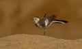 Pied wagtail in food search