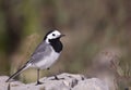 Pied Wagtail