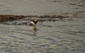 Pied Wagtail perching on a small island in a lake Royalty Free Stock Photo