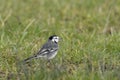 Pied Wagtail