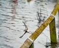 Pied Wagtail posing at take off