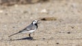 Pied Wagtail on Road