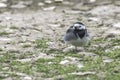 Pied wagtail, stunning british wildlife Royalty Free Stock Photo