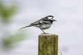 Pied wagtail, stunning british wildlife