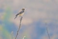 Pied Wheatear Royalty Free Stock Photo