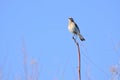 Pied Wheatear Royalty Free Stock Photo