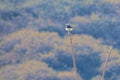 Pied Wheatear Royalty Free Stock Photo