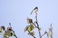 Pied Wheatear Royalty Free Stock Photo