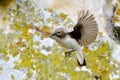 Pied wheatear (Oenanthe pleschanka) female Royalty Free Stock Photo