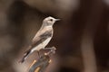 Pied Wheatear (Oenanthe pleschanka) in the united arab emirates Royalty Free Stock Photo