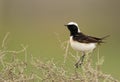 Pied wheatear perche on bush Royalty Free Stock Photo