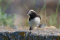 Pied wheatear on a rock Royalty Free Stock Photo