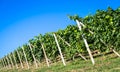 Piedmont hills in Italy with scenic countryside, vineyard field and blue sky Royalty Free Stock Photo