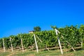 Piedmont hills in Italy with scenic countryside, vineyard field and blue sky Royalty Free Stock Photo