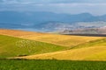 Piedmont landscape, flock of sheeps on a meadow in the morning