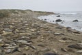 Piedras Blancas Elephant Seal Rookery near San Simeon, California Royalty Free Stock Photo