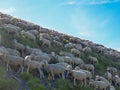Piemonte - Herd of sheep walking along scenic mtb trail along ancient pathway from the Alps to the sea Royalty Free Stock Photo