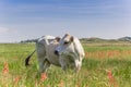 Piemontese cow in a colorful meadow