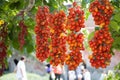 Piennolo tomatos