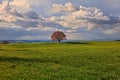 Pienza, Siena, Tuscany, Italy: landscape of the Val d`Orcia hills Royalty Free Stock Photo