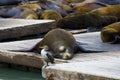 Pier 39, San Francisco