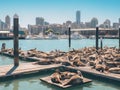 Pier 39 in San Francisco during a Sunny Cloudless Day with Seals and Seagulls Made With Generative AI illustration