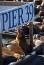 PIER 39 & Sea lion