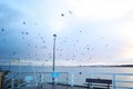 Pier on the Baltic Sea. Many birds on the sea and a wooden pier. There are many lanterns on the pier. A flock of birds over the se