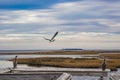 Two Birds Perched on a Dock While One Takes Flight with Cloud and Sky Above Royalty Free Stock Photo