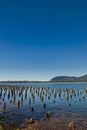 Pier foundation is all that remains old cannery