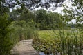 Pier, Lake, Lily Pads, Nature Royalty Free Stock Photo