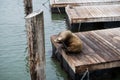 Pier 39 San Francisco Sea lion Royalty Free Stock Photo