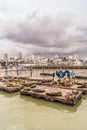 Pier 39 sea lions and the city Royalty Free Stock Photo