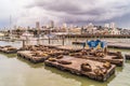 Pier 39 sea lions and San Francisco skyline Royalty Free Stock Photo