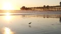 Pier silhouette at sunset, California USA, Oceanside. Ocean tropical beach. Seagull bird near wave Royalty Free Stock Photo