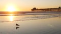 Pier silhouette at sunset, California USA, Oceanside. Ocean tropical beach. Seagull bird near wave Royalty Free Stock Photo