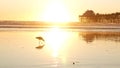 Pier silhouette at sunset, California USA, Oceanside. Ocean tropical beach. Seagull bird near wave Royalty Free Stock Photo