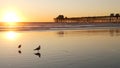 Pier silhouette at sunset, California USA, Oceanside. Ocean tropical beach. Seagull bird near wave Royalty Free Stock Photo