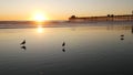 Pier silhouette at sunset, California USA, Oceanside. Ocean tropical beach. Seagull bird near wave Royalty Free Stock Photo