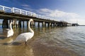 The pier in Sopot with swan