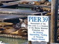 PIER39 of San Francisco Royalty Free Stock Photo