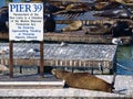 PIER39 of San Francisco Royalty Free Stock Photo